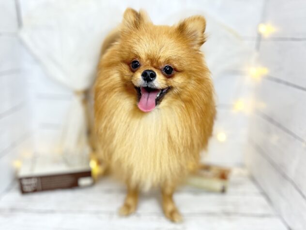 香川県のポメラニアン (ワンキャラット アミーゴ屋島店/2025年1月8日生まれ/男の子/オレンジ)の子犬