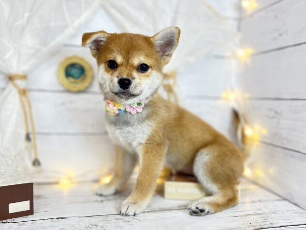 香川県のハーフ犬・ミックス犬 (ワンキャラット アミーゴ屋島店/2025年9月8日生まれ/女の子/赤)の子犬