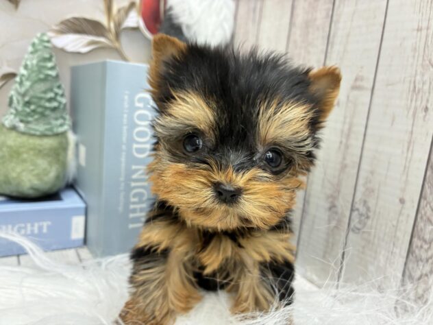 岡山県のヨークシャーテリア (ワンキャラット アミーゴ高屋店/2025年10月9日生まれ/女の子/スチールブルータン)の子犬