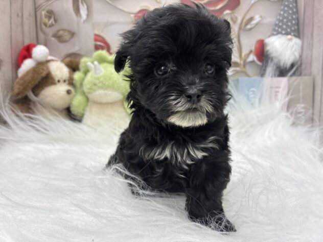 岡山県のハーフ犬・ミックス犬 (ワンキャラット アミーゴ高屋店/2025年10月7日生まれ/女の子/ブラック)の子犬