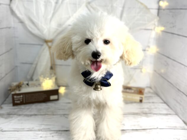 香川県のトイプードル(トイ) (ワンキャラット アミーゴ屋島店/2025年7月7日生まれ/男の子/ペールフォーン)の子犬