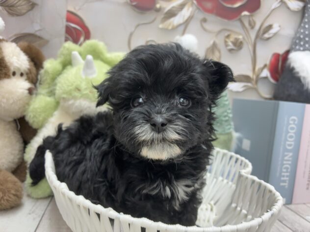 岡山県のハーフ犬・ミックス犬 (ワンキャラット アミーゴ高屋店/2025年10月7日生まれ/女の子/ブラック)の子犬の2枚目の画像