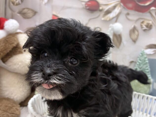 岡山県のハーフ犬・ミックス犬 (ワンキャラット アミーゴ高屋店/2025年10月7日生まれ/女の子/ブラック)の子犬の3枚目の画像