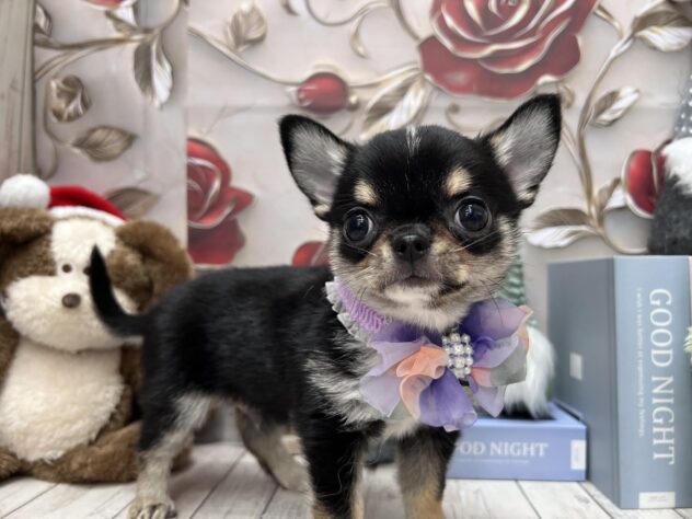 岡山県のチワワ(ロング) (ワンキャラット アミーゴ高屋店/2025年10月3日生まれ/男の子/ブラックタンホワイト)の子犬の3枚目の画像