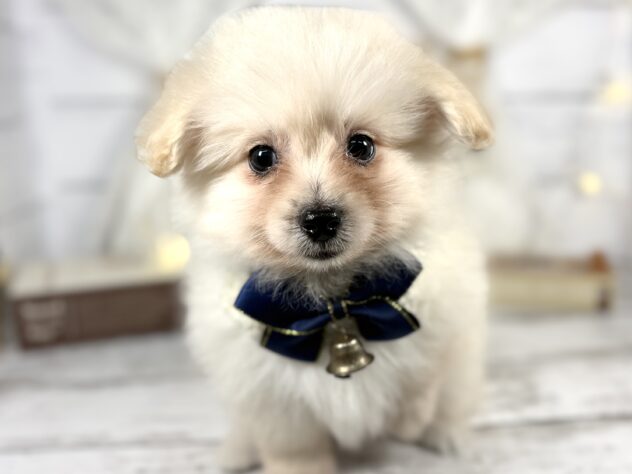 香川県のハーフ犬・ミックス犬 (ワンキャラット アミーゴ屋島店/2025年10月24日生まれ/男の子/クリーム)の子犬