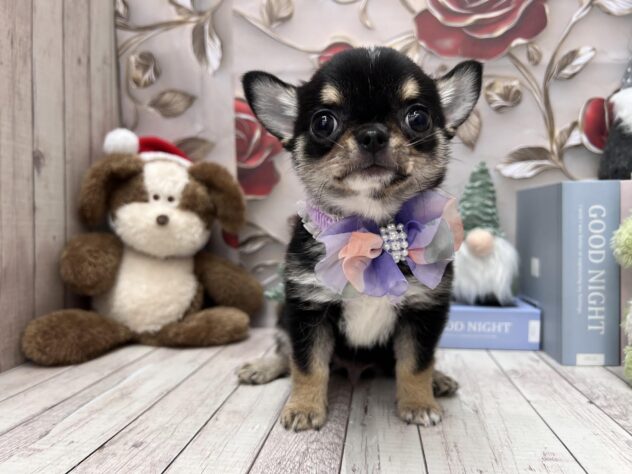 岡山県のチワワ(ロング) (ワンキャラット アミーゴ高屋店/2025年10月3日生まれ/男の子/ブラックタンホワイト)の子犬の1枚目の画像