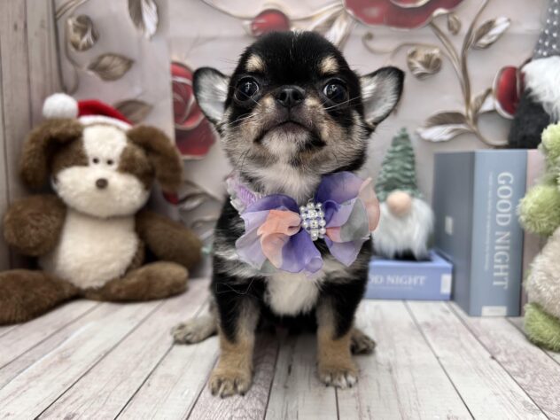 岡山県のチワワ(ロング) (ワンキャラット アミーゴ高屋店/2025年10月3日生まれ/男の子/ブラックタンホワイト)の子犬の2枚目の画像