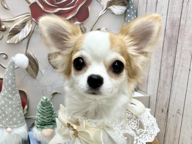 岡山県のチワワ(ロング) (ワンキャラット アミーゴ高屋店/2025年5月22日生まれ/女の子/レッドホワイト)の子犬の1枚目の画像