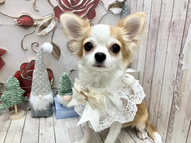 岡山県のチワワ(ロング) (ワンキャラット アミーゴ高屋店/2025年5月22日生まれ/女の子/レッドホワイト)の子犬の2枚目の画像