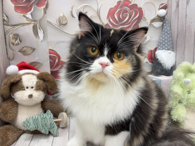 岡山県のスコティッシュフォールド (ワンキャラット アミーゴ高屋店/2025年4月20日生まれ/女の子/キャリコ)の子猫の2枚目の画像