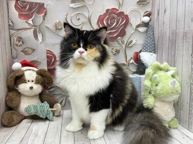 岡山県のスコティッシュフォールド (ワンキャラット アミーゴ高屋店/2025年4月20日生まれ/女の子/キャリコ)の子猫の3枚目の画像