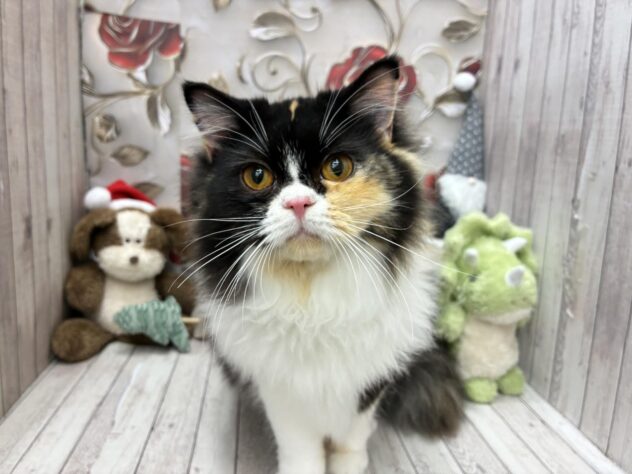 岡山県のスコティッシュフォールド (ワンキャラット アミーゴ高屋店/2025年4月20日生まれ/女の子/キャリコ)の子猫の1枚目の画像