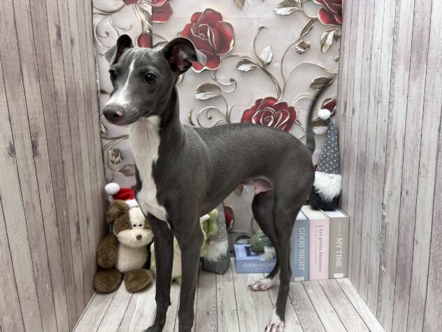 岡山県のイタリアングレーハウンド (ワンキャラット アミーゴ高屋店/2025年6月15日生まれ/男の子/ブルーホワイト)の子犬の3枚目の画像