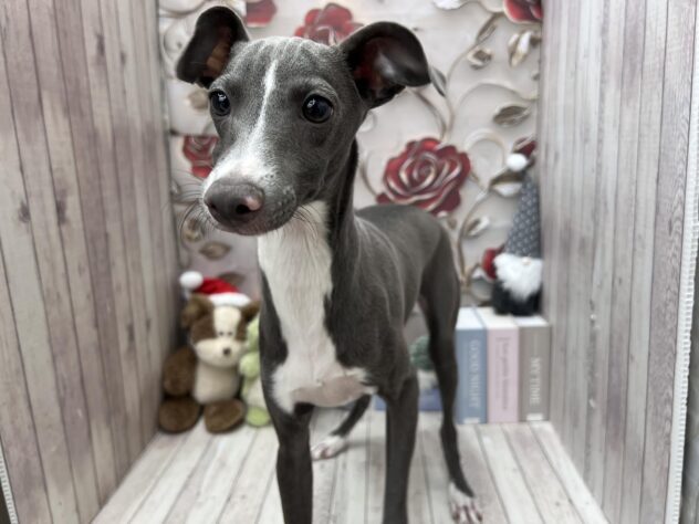 岡山県のイタリアングレーハウンド (ワンキャラット アミーゴ高屋店/2025年6月15日生まれ/男の子/ブルーホワイト)の子犬の2枚目の画像