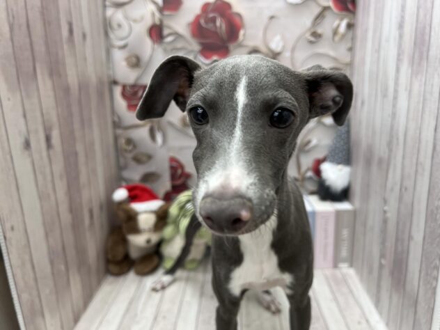 岡山県のイタリアングレーハウンド (ワンキャラット アミーゴ高屋店/2025年6月15日生まれ/男の子/ブルーホワイト)の子犬の1枚目の画像