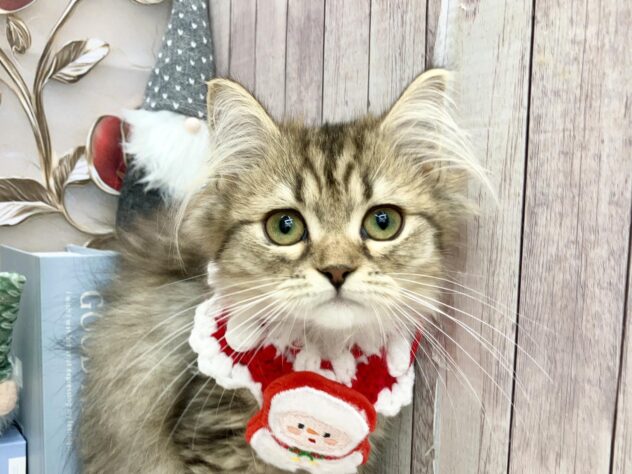 岡山県のミヌエット (ワンキャラット アミーゴ高屋店/2025年8月8日生まれ/女の子/ブラウンマッカレルタビーホワイト)の子猫の1枚目の画像