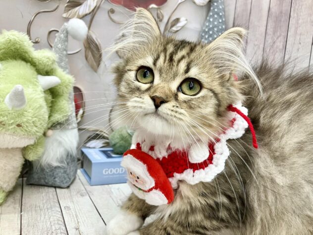 岡山県のミヌエット (ワンキャラット アミーゴ高屋店/2025年8月8日生まれ/女の子/ブラウンマッカレルタビーホワイト)の子猫の2枚目の画像