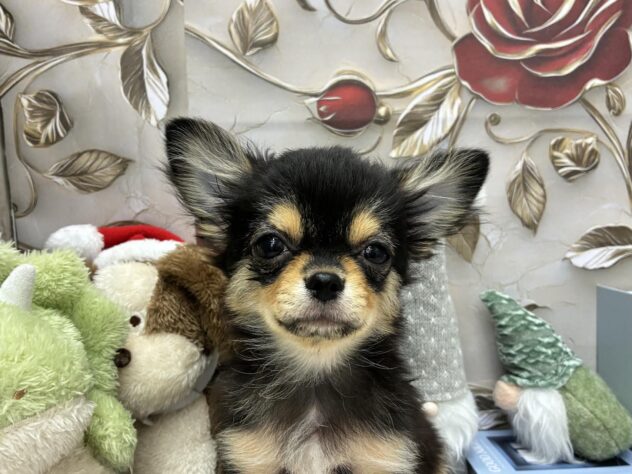 岡山県のチワワ(ロング) (ワンキャラット アミーゴ高屋店/2025年8月7日生まれ/男の子/ブラッククリームホワイト)の子犬の3枚目の画像