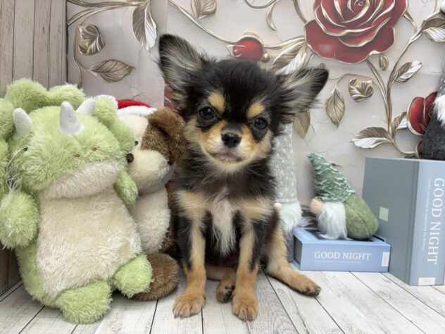 岡山県のチワワ(ロング) (ワンキャラット アミーゴ高屋店/2025年8月7日生まれ/男の子/ブラッククリームホワイト)の子犬の2枚目の画像