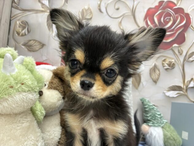 岡山県のチワワ(ロング) (ワンキャラット アミーゴ高屋店/2025年8月7日生まれ/男の子/ブラッククリームホワイト)の子犬の1枚目の画像