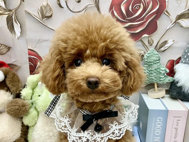 岡山県のトイプードル(トイ) (ワンキャラット アミーゴ高屋店/2025年8月12日生まれ/男の子/オレンジフォーン)の子犬の1枚目の画像