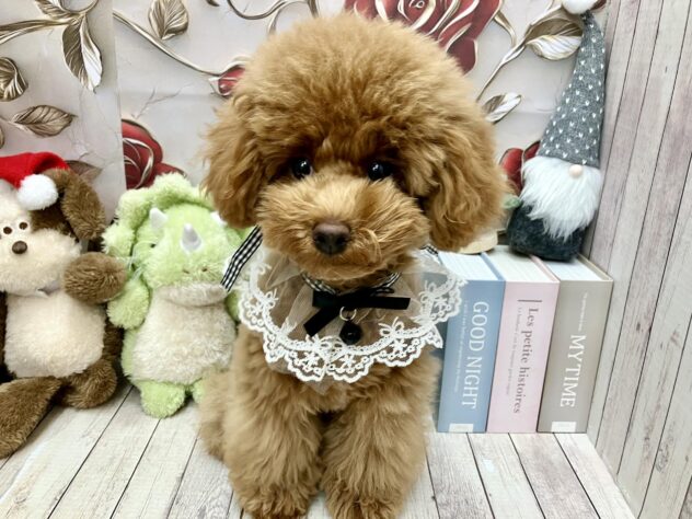 岡山県のトイプードル(トイ) (ワンキャラット アミーゴ高屋店/2025年8月12日生まれ/男の子/オレンジフォーン)の子犬の2枚目の画像