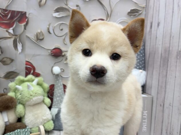 岡山県の柴犬(標準サイズ) (ワンキャラット アミーゴ高屋店/2025年9月20日生まれ/女の子/白)の子犬の3枚目の画像