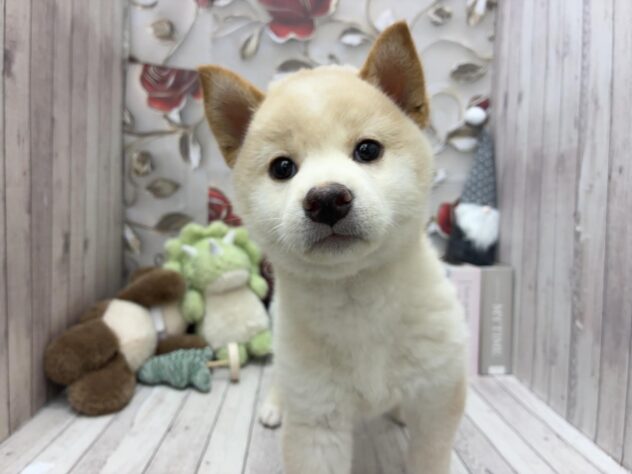 岡山県の柴犬(標準サイズ) (ワンキャラット アミーゴ高屋店/2025年9月20日生まれ/女の子/白)の子犬の1枚目の画像