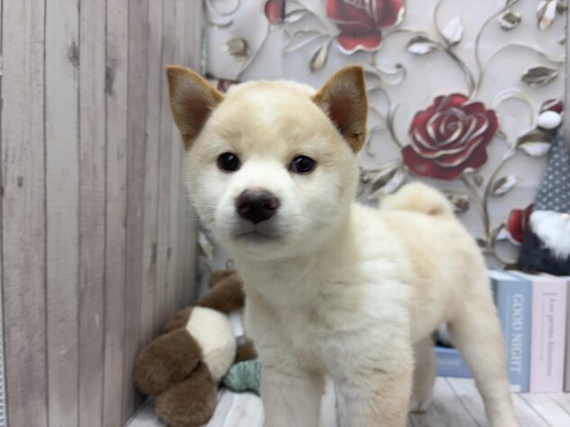 岡山県の柴犬(標準サイズ) (ワンキャラット アミーゴ高屋店/2025年9月20日生まれ/女の子/白)の子犬の2枚目の画像