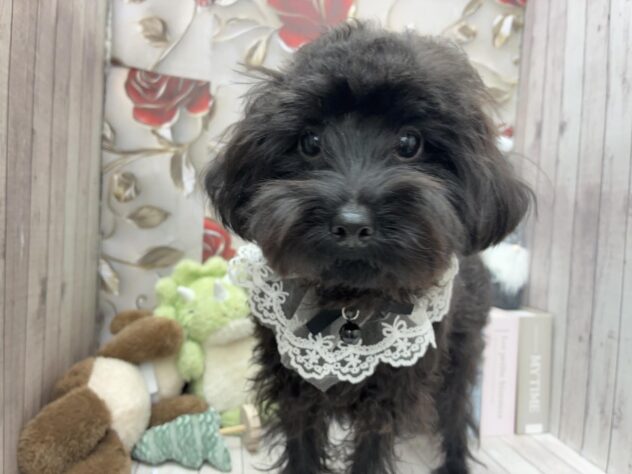 岡山県のハーフ犬・ミックス犬 (ワンキャラット アミーゴ高屋店/2025年4月25日生まれ/男の子/ブリンドル)の子犬の3枚目の画像