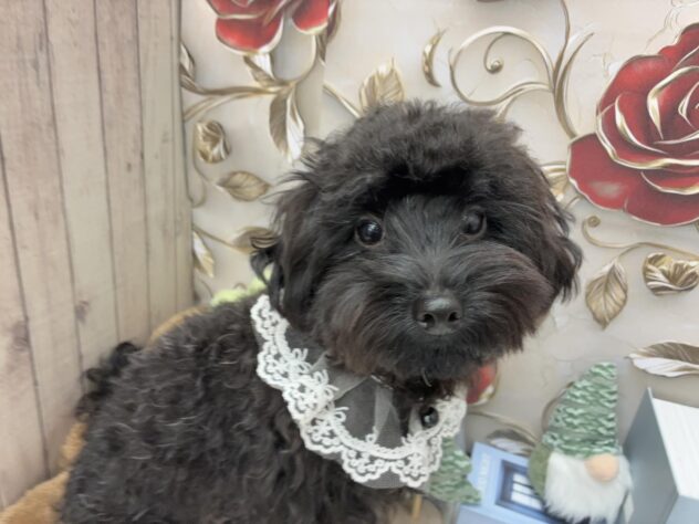 岡山県のハーフ犬・ミックス犬 (ワンキャラット アミーゴ高屋店/2025年4月25日生まれ/男の子/ブリンドル)の子犬の2枚目の画像