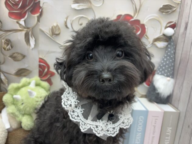 岡山県のハーフ犬・ミックス犬 (ワンキャラット アミーゴ高屋店/2025年4月25日生まれ/男の子/ブリンドル)の子犬の1枚目の画像