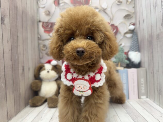 岡山県のトイプードル(トイ) (ワンキャラット アミーゴ高屋店/2025年8月12日生まれ/男の子/オレンジフォーン)の子犬の3枚目の画像