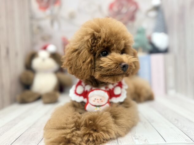 岡山県のトイプードル(トイ) (ワンキャラット アミーゴ高屋店/2025年8月12日生まれ/男の子/オレンジフォーン)の子犬の4枚目の画像