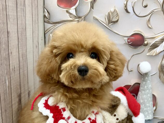 岡山県のトイプードル(トイ) (ワンキャラット アミーゴ高屋店/2025年7月31日生まれ/女の子/レッドフォーン)の子犬の1枚目の画像