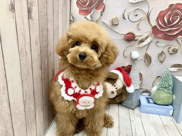 岡山県のトイプードル(トイ) (ワンキャラット アミーゴ高屋店/2025年7月31日生まれ/女の子/レッドフォーン)の子犬の2枚目の画像