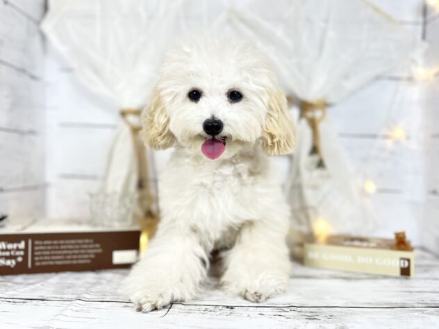 香川県のトイプードル(トイ) (ワンキャラット アミーゴ屋島店/2025年7月7日生まれ/男の子/ペールフォーン)の子犬