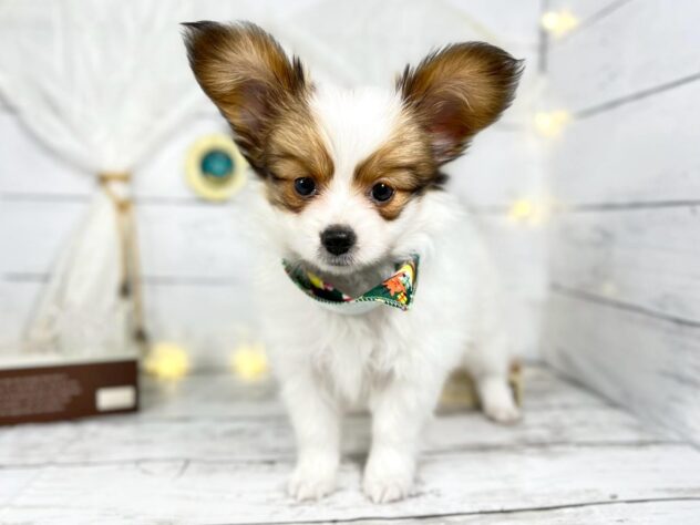 香川県のパピヨン (ワンキャラット アミーゴ屋島店/2025年10月23日生まれ/男の子/ホワイトレッド)の子犬