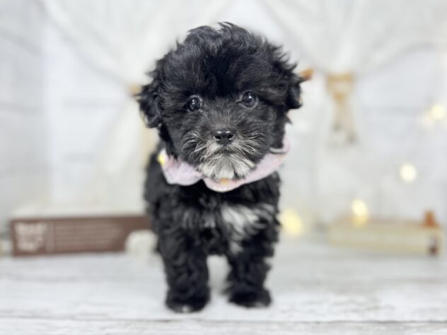 香川県のハーフ犬・ミックス犬 (ワンキャラット アミーゴ屋島店/2025年10月7日生まれ/女の子/01 ブラック系)の子犬