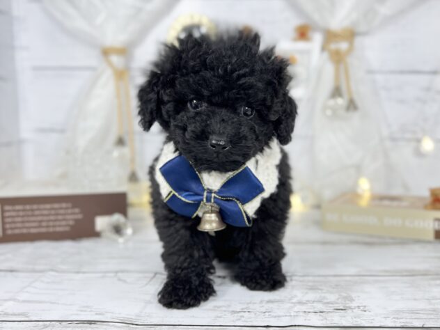 香川県のトイプードル(トイ) (ワンキャラット アミーゴ屋島店/2025年10月28日生まれ/男の子/01 ブラック系)の子犬