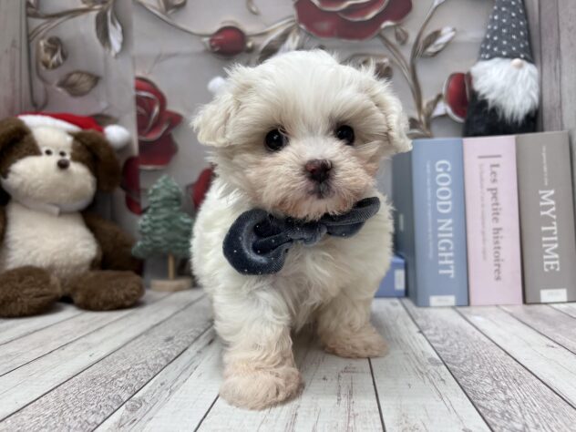 岡山県のハーフ犬・ミックス犬 (ワンキャラット アミーゴ高屋店/2025年10月15日生まれ/女の子/ホワイトクリーム)の子犬の2枚目の画像