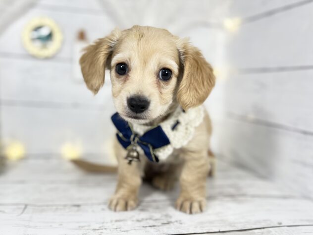 香川県のハーフ犬・ミックス犬 (ワンキャラット アミーゴ屋島店/2025年10月27日生まれ/男の子/クリーム)の子犬の1枚目の画像