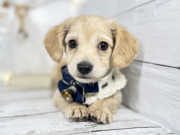 香川県のハーフ犬・ミックス犬 (ワンキャラット アミーゴ屋島店/2025年10月27日生まれ/男の子/クリーム)の子犬の2枚目の画像