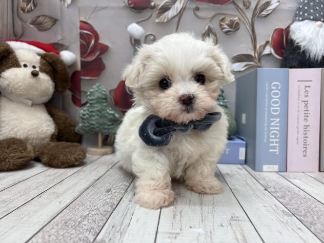 岡山県のハーフ犬・ミックス犬 (ワンキャラット アミーゴ高屋店/2025年10月15日生まれ/女の子/ホワイトクリーム)の子犬の3枚目の画像