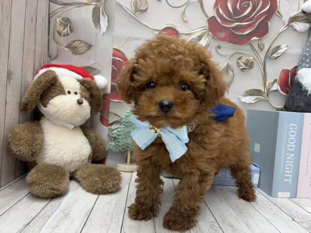 岡山県のトイプードル(トイ) (ワンキャラット アミーゴ高屋店/2025年10月11日生まれ/男の子/オレンジフォーン)の子犬の1枚目の画像