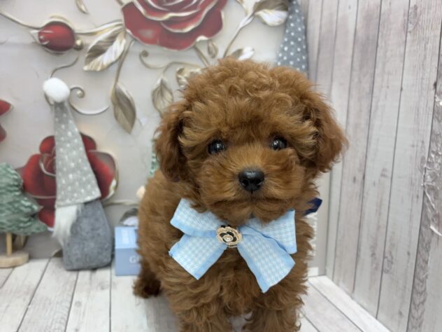 岡山県のトイプードル(トイ) (ワンキャラット アミーゴ高屋店/2025年10月11日生まれ/男の子/オレンジフォーン)の子犬の2枚目の画像