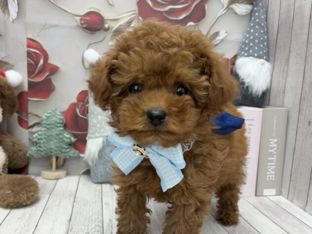 岡山県のトイプードル(トイ) (ワンキャラット アミーゴ高屋店/2025年10月11日生まれ/男の子/オレンジフォーン)の子犬の3枚目の画像