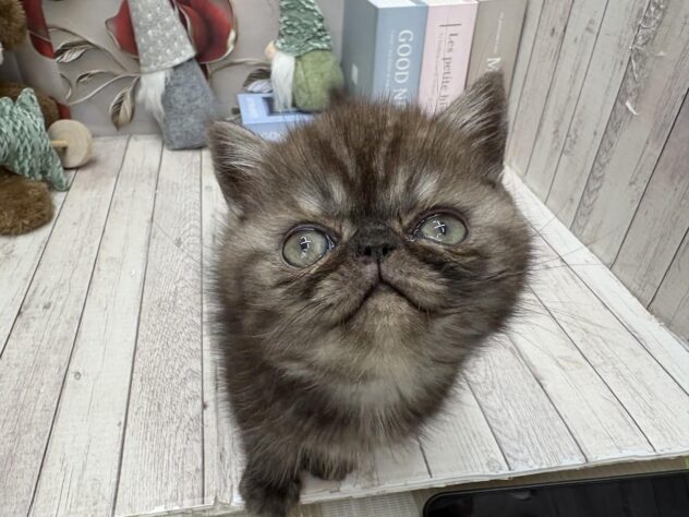 岡山県のエキゾチックショートヘアー (ワンキャラット アミーゴ高屋店/2025年10月15日生まれ/男の子/ブラックスモーク)の子猫の3枚目の画像