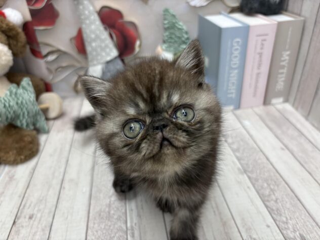 岡山県のエキゾチックショートヘアー (ワンキャラット アミーゴ高屋店/2025年10月15日生まれ/男の子/ブラックスモーク)の子猫の1枚目の画像