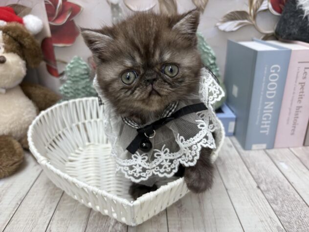 岡山県のエキゾチックショートヘアー (ワンキャラット アミーゴ高屋店/2025年10月15日生まれ/男の子/ブラックスモーク)の子猫の2枚目の画像